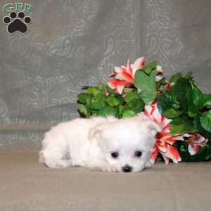 Cecelia, Maltese Puppy